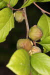 Silky camellia